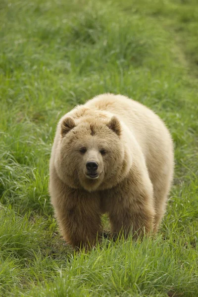 European Brown Bear Ursus Arctos Arctos Duitsland — Stockfoto