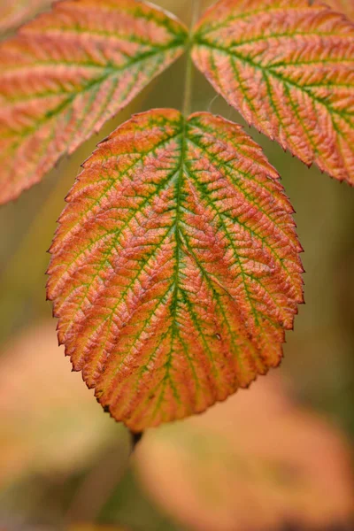Zblízka Červené Maliny Rubus Idaeus Listy Podzim Horní Falc Bavorsko — Stock fotografie