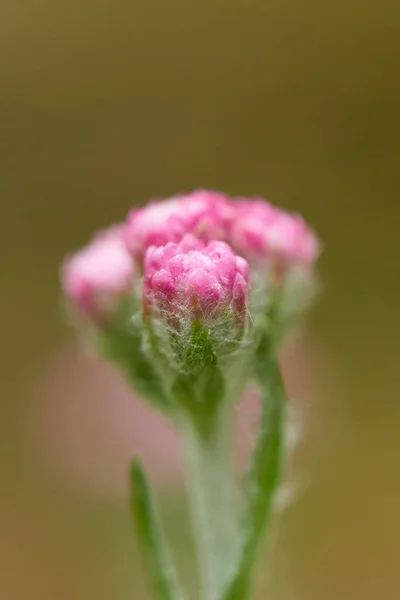 Ebedi Dağ Antennaria Dioica Yakın Çekimi Yaz Başlarında Çiçek Açar — Stok fotoğraf