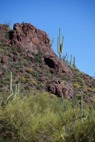 Saguaro Cactus Organ Pipe National Park Arizona — Foto de Stock