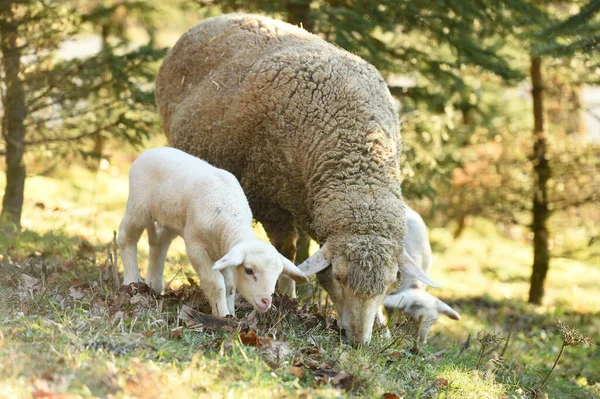 春に牧草地に子羊とEwe Ovis Orialis の肖像 上Palatinate バイエルン ドイツ — ストック写真