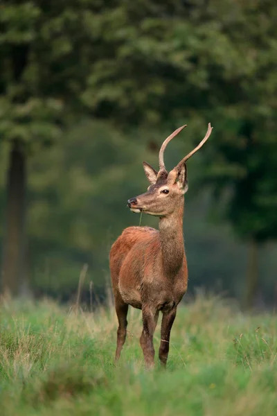 Young Red Deer Cervus Elaphus Германия — стоковое фото