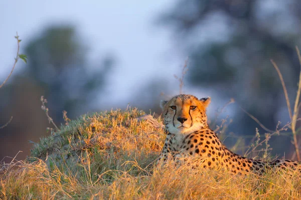 Portrait Cheetah Acinonyx Jubatus Lying Grass Okavango Delta Botswana Africa — Stock Photo, Image