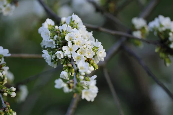 Close Flores Cereja Prunus Avium Jardim Primavera Baviera Alemanha — Fotografia de Stock