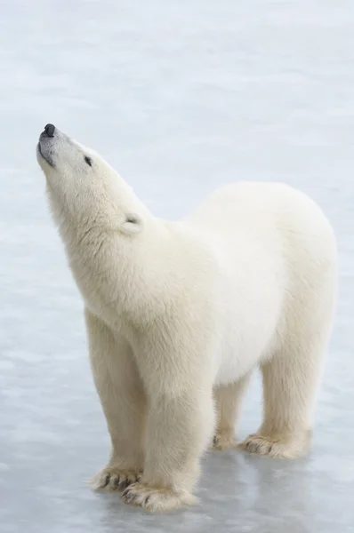 Orso Polare Ghiaccio — Foto Stock