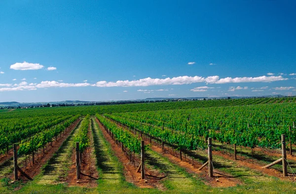 澳大利亚Mudgee Grape Vines葡萄园 — 图库照片