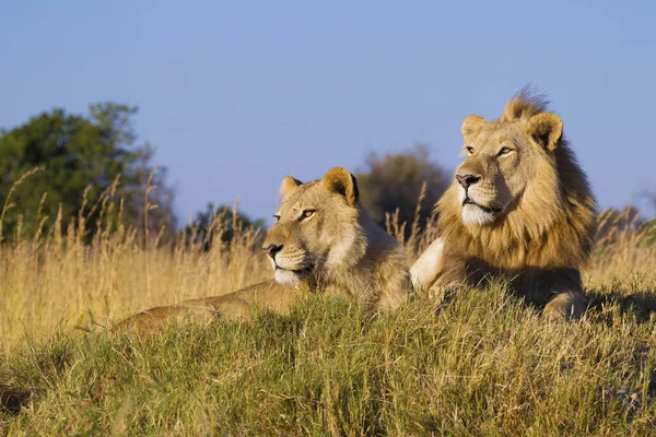 Африканський Лев Левиця Panthera Leo Лежачи Траві Разом Вдивляються Дельту — стокове фото