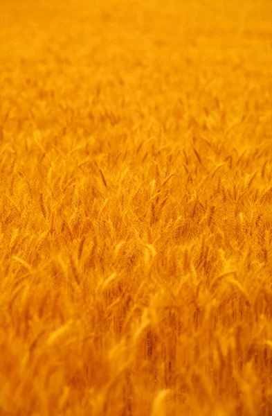 Gelber Weizen Reif Für Die Ernte — Stockfoto