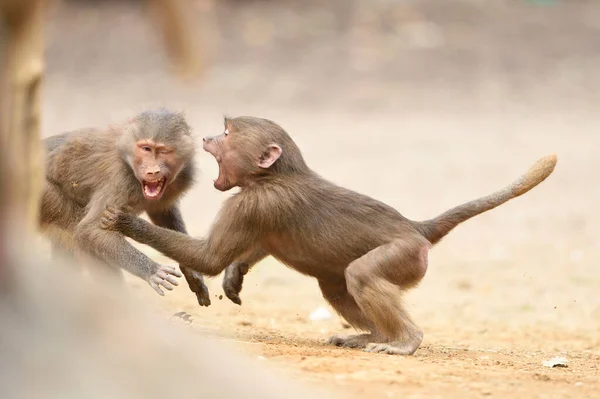 Two Hamadryas Baboons Papio Hamadryas Playing Summer Zoo Augsburg Swabia — Stock Photo, Image