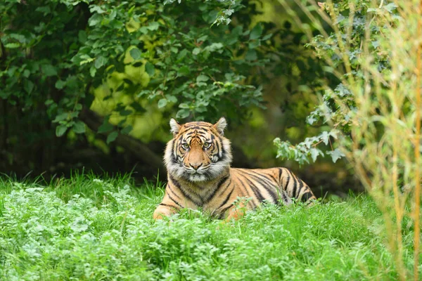 Yazın Bir Çayırda Uzanan Bir Sumatra Kaplanı Portresi Panthera Tigris — Stok fotoğraf