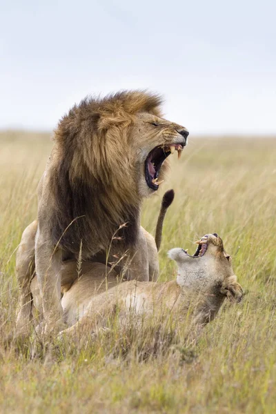 Mating Lions Masai Mara National Reserve Kenya — Stock Photo, Image