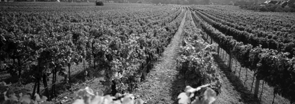Vineyard Wachau Austria — Stock Photo, Image