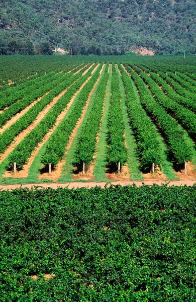 Vineyard Grape Vines Hunter Valley Australia — Stock Photo, Image