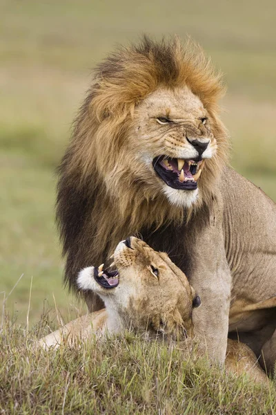 Paarung Der Löwen Masai Mara National Reserve Kenia — Stockfoto