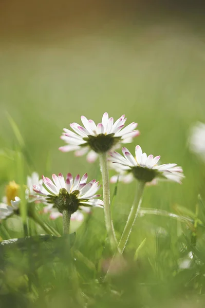 德国巴伐利亚上帕拉蒂纳特 春天的一朵普通雏菊 Bellis Perennis 的特写 — 图库照片