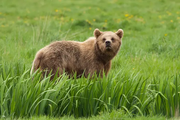 European Brown Bear Ursus Arctos Arctos Duitsland — Stockfoto