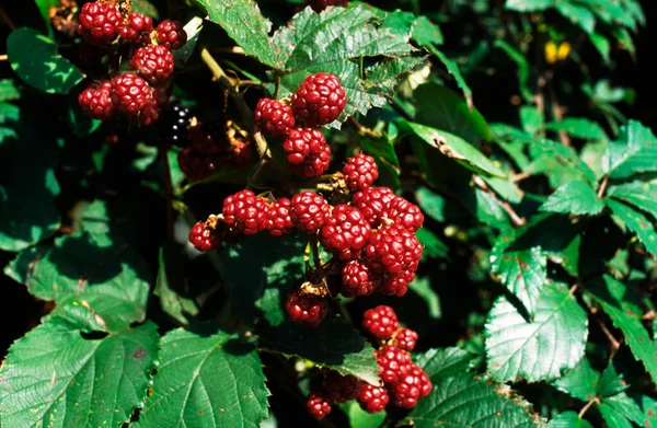 Raspberry Tumbuh Pada Tanaman — Stok Foto