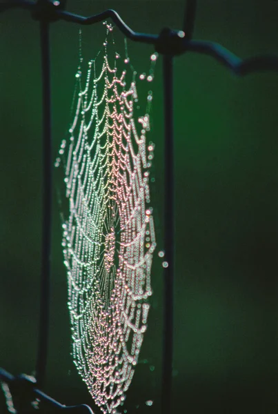 Close Spider Web Reporoa North Island New Zealand — Stock Photo, Image