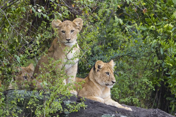 Lion Cubs Masai Mara National Reserve Κένυα — Φωτογραφία Αρχείου
