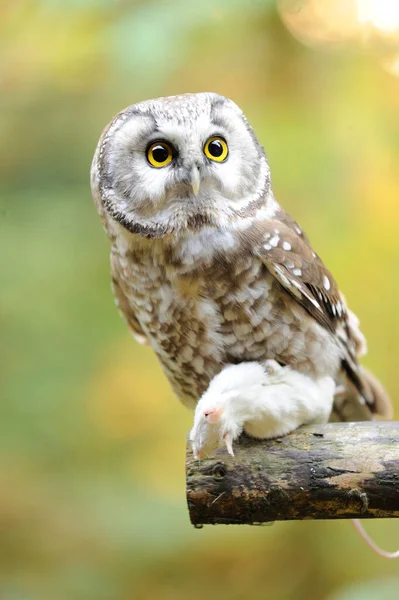 Close Boreal Owl Aegolius Funereus Prey Autumn Bavarian Forest National — Stock Photo, Image