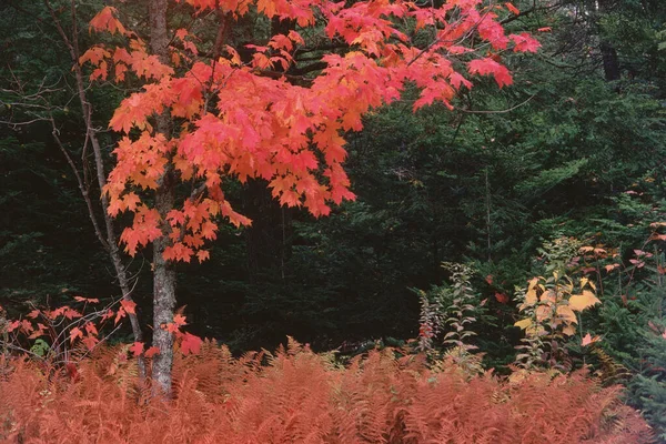 加拿大新不伦瑞克金斯敦半岛红枫树 — 图库照片