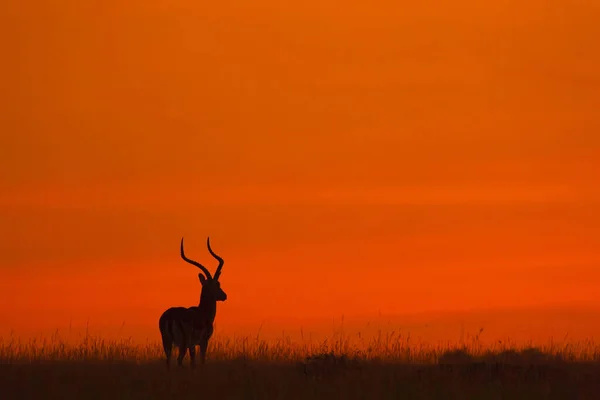 Silueta Impala Aepyceros Melampus Răsărit Soare Rezervația Națională Maasai Mara — Fotografie, imagine de stoc