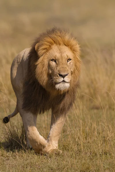 Porträtt Man Lion Panthera Leo Walking Grass Maasai Mara National — Stockfoto