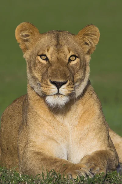 Retrato Leoa Panthera Leo Reserva Nacional Maasai Mara Quênia África — Fotografia de Stock