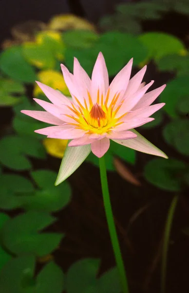 Γκρο Πλαν Άποψη Του Όμορφου Λουλούδι Lily Νερό — Φωτογραφία Αρχείου