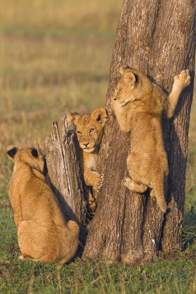 Aslan Yavruları Ağaç Gövdesi Masai Mara Ulusal Rezervi Kenya — Stok fotoğraf