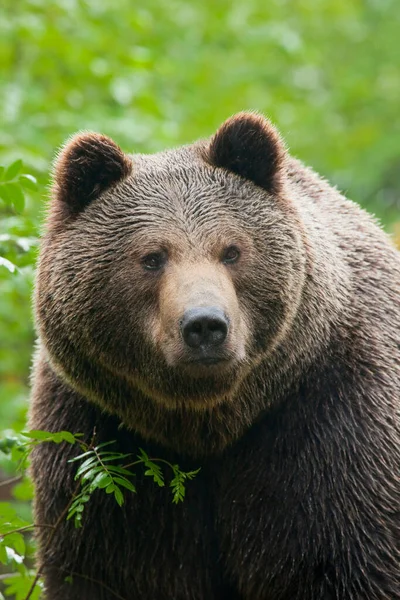 Oso Pardo Europeo Ursus Arctos Arctos Parque Nacional Forestal Baviera —  Fotos de Stock