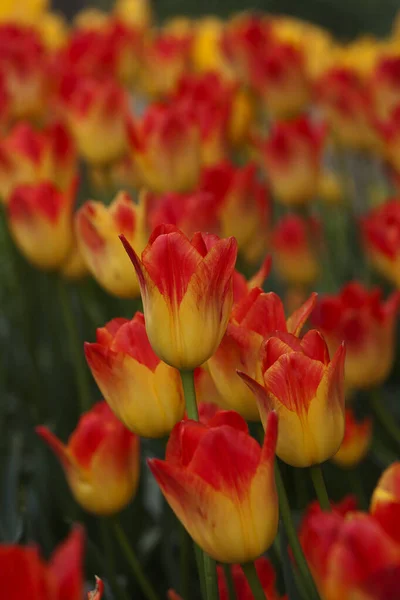 Tulip Farm Skagit Valley Washington Eua — Fotografia de Stock