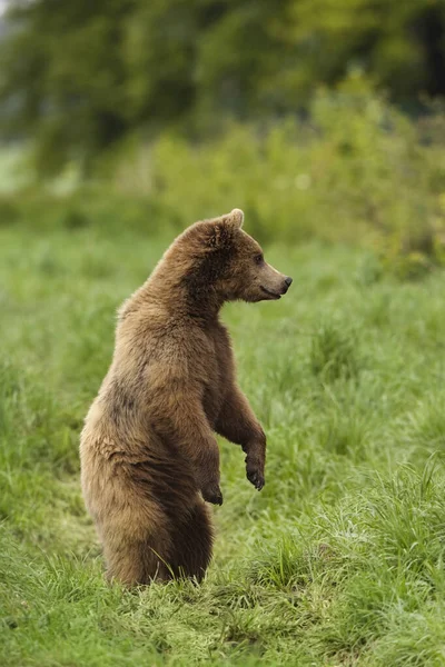 Бурый Медведь Стоит Задних Ногах — стоковое фото