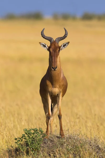 Cola Hartebeest Alcelaphus Buselaphus Cokii Reserva Nacional Maasai Mara Quênia — Fotografia de Stock