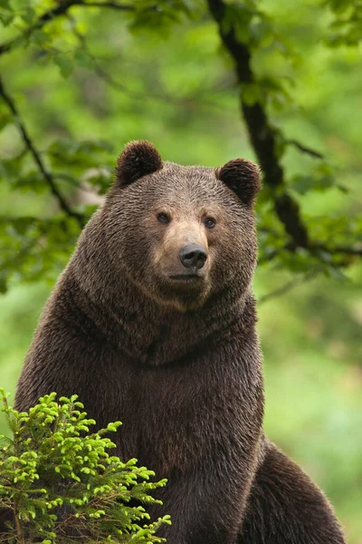 Oso Pardo Europeo Ursus Arctos Arctos Parque Nacional Forestal Baviera — Foto de Stock