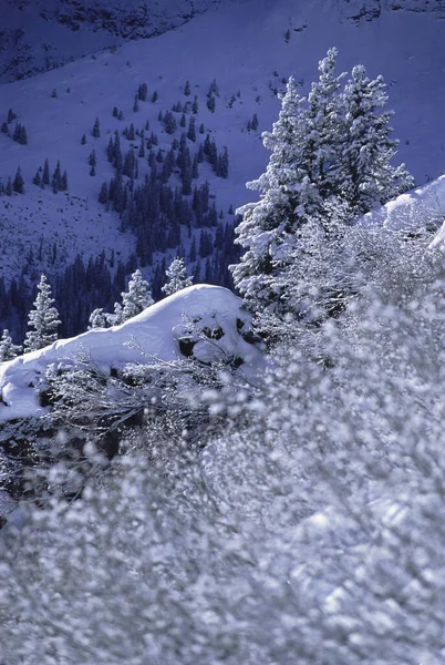 Überblick Über Verschneite Bäume Und Landschaft Jungfrau Region Schweiz — Stockfoto
