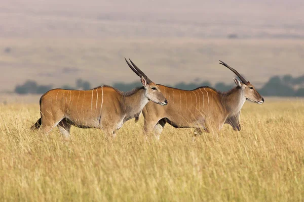 Common Elands Taurotragus Oryx Savannah Maasai Mara National Reserve Kenya — Stock Photo, Image