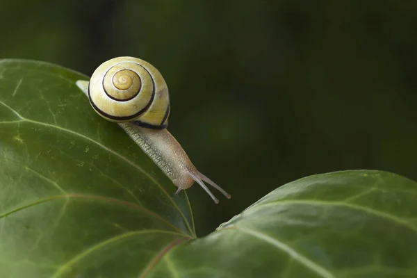 Brown Lipped Snail Green Leaf Forest — Stock Photo, Image