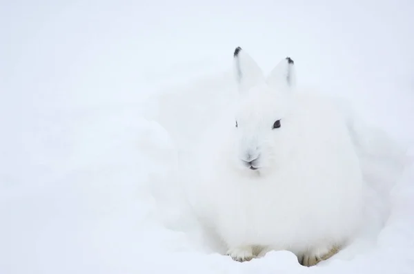Zając Polarny Śniegu — Zdjęcie stockowe