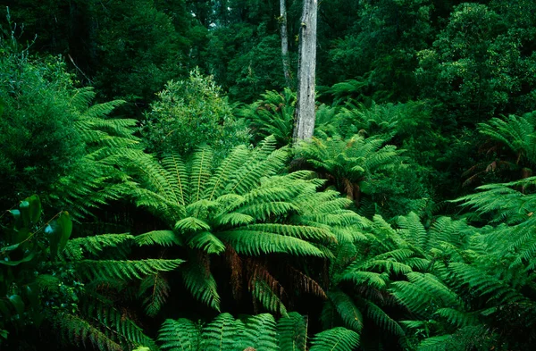 Ferns Otway National Park Victoria Australia — 图库照片