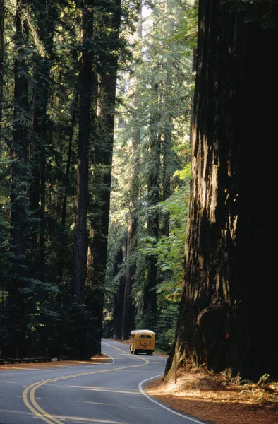 Avenue Giants Redwoods Καλιφόρνια Ηπα — Φωτογραφία Αρχείου