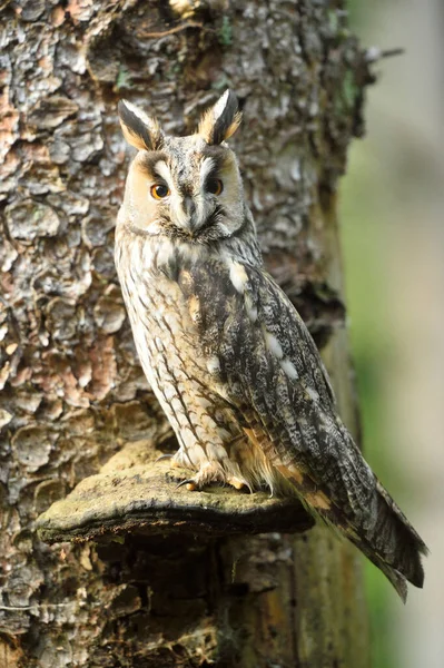 Close Long Eared Owl Asio Otus Sitting Mushroom Growing Tree — Stock Photo, Image