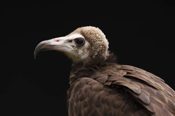 Portrait Hooded Vulture Necrosyrtes Monachus Studio Shot — Stock Photo, Image