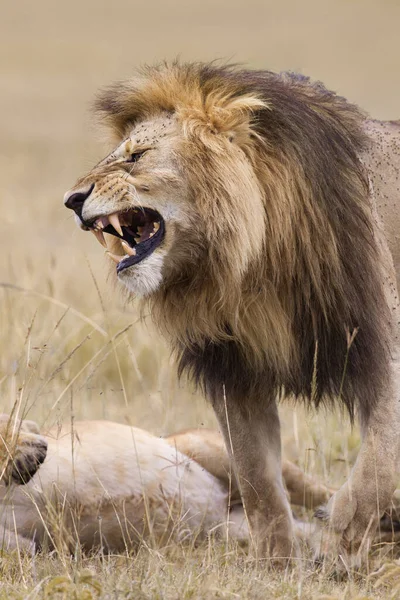 Африканский Лев Panthera Leo Национальный Заповедник Масаи Мара Кения — стоковое фото