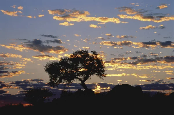 Sylwetka Drzewa Zachodzie Słońca Riemvasmaak Republika Południowej Afryki — Zdjęcie stockowe