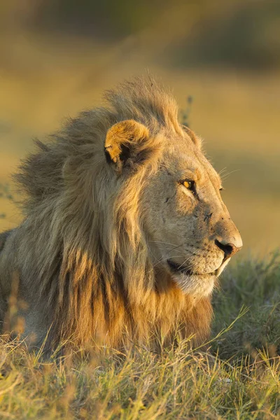 アフリカのボツワナのオカバンゴデルタの距離を調べる草の中に横たわるアフリカのライオン Panthera Leo の肖像画 — ストック写真