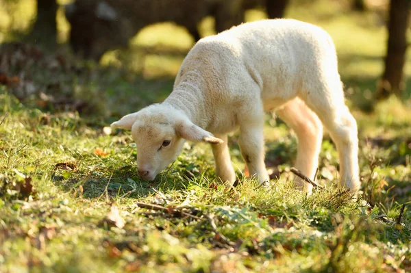 Portrait Lamb Ovis Orientalis Aries Meadow Spring Upper Palatinate Bavaria — Stock Photo, Image