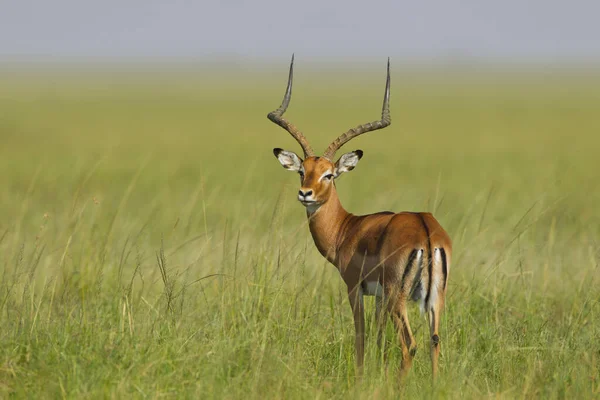 Impala Aepyceros Melampus Steht Gras Maasai Mara National Reserve Kenia — Stockfoto
