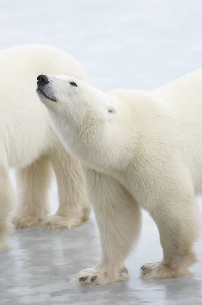 Όμορφες Πολικές Αρκούδες Στον Πάγο — Φωτογραφία Αρχείου