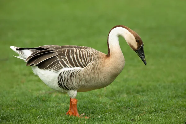 Swan Goose Anser Cygnoides 站在德国格拉斯 — 图库照片